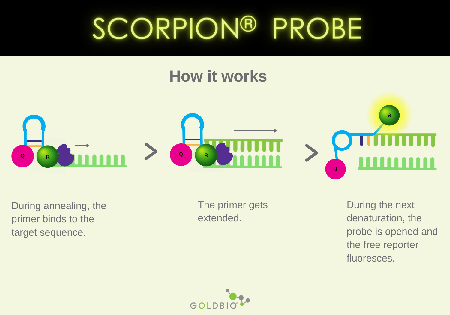 Overview Types of PCR Probes GoldBio